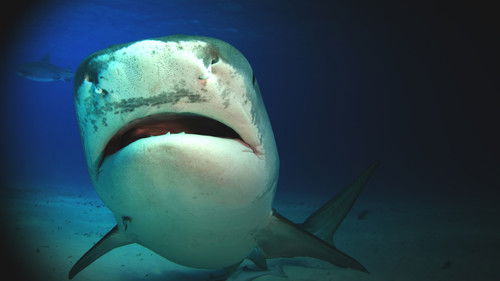 Shark Attack Experiment Live Bild 1