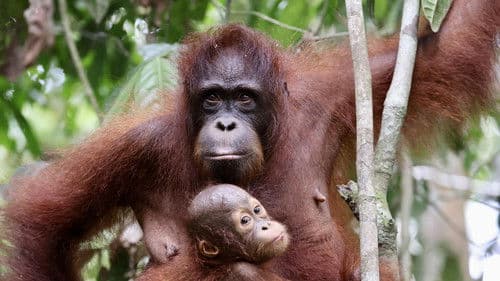 Orang-Utans - Borneos Waldmenschen Bild 2