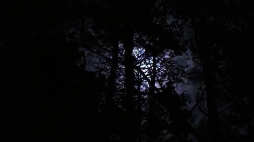 The Haunting of Hickcox Woods Bild 1