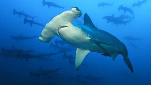 Die Vulkan-Haie von Hawaii Bild 6