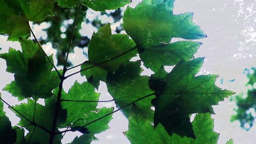 Reflections of Nature Bild 1