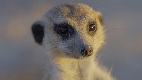 Die Wildnis Afrikas - Vier Jahreszeiten Bild 3