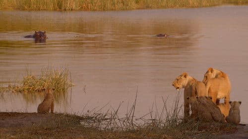 Birth of a Pride Bild 1