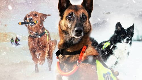 Redningshundene Bild 1