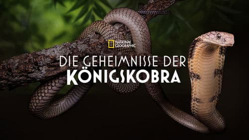 Secrets of the King Cobra Bild 4
