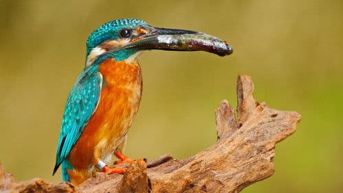 Planeta Česko Bild 1