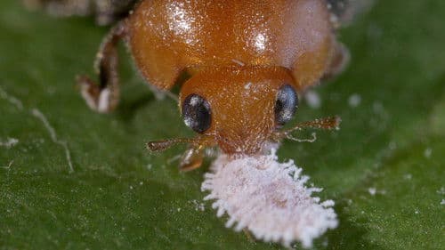 Insekten - die besseren Schädlingsbekämpfer? Bild 1