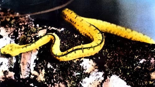 Geisterland der Südsee Bild 2