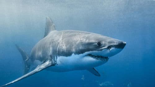 Envoy: Shark Cull Bild 2