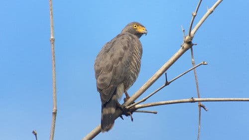 Arjan's Big Year Bild 4