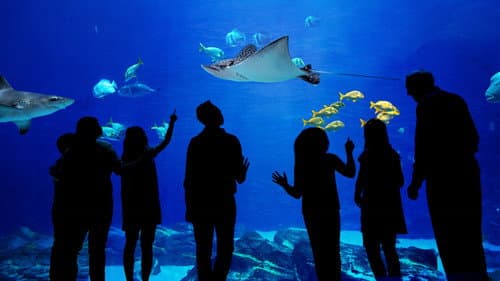 Das Atlanta-Aquarium Bild 1