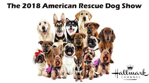 The 2018 American Rescue Dog Show Bild 3