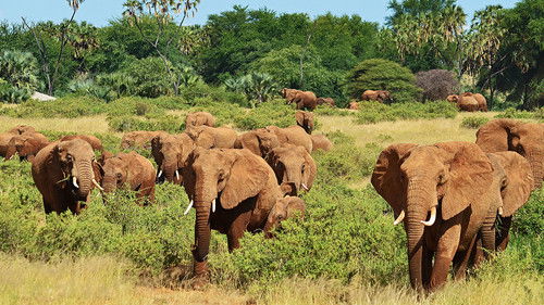 Nature's Epic Journeys Bild 3