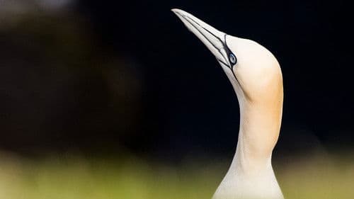 Wildes Shetland Bild 1