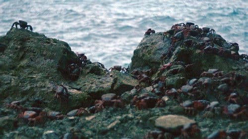 Island of the Hungry Ghosts Bild 4