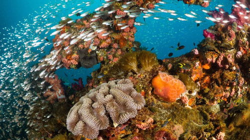 Les sentinelles de la Grande Barrière de Corail Bild 1