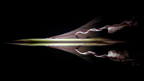 Concorde Bild 2