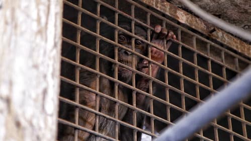 Planet ohne Affen Bild 4