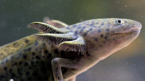Axolotl, la salamandre miraculeuse Bild 3