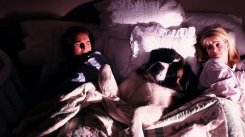 Ein Hund namens Beethoven Bild 4