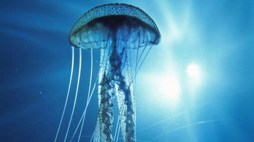 IMAX: Into the Deep 3D Bild 1