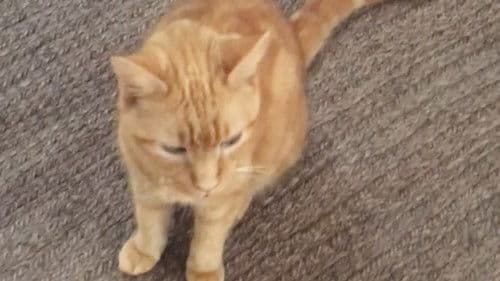 The Adventures of Murphy the Cat #2 Bild 1