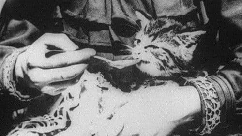 The Sick Kitten Bild 1