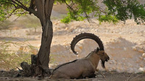 ארץ בראשית Bild 1