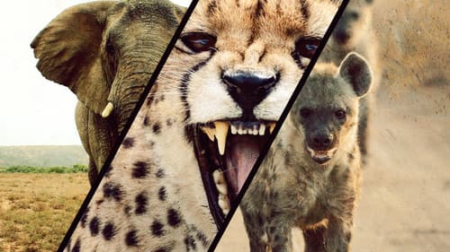 Fierce Queens Bild 1