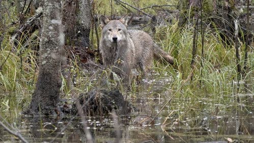 Wilder Grenzgänger - Der Wolf ist zurück Bild 3