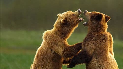 Deadly Instincts Bild 7