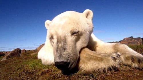 Polar Bears: Ice Bear Bild 1