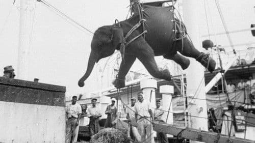 Fritz, der Elefant – Eine tragische Geschichte Bild 2