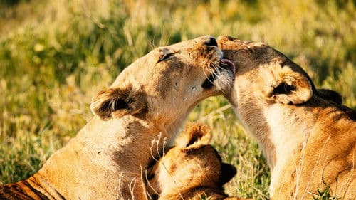 Queens – Königinnen des Tierreichs Bild 7