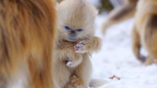 Born in China Bild 5