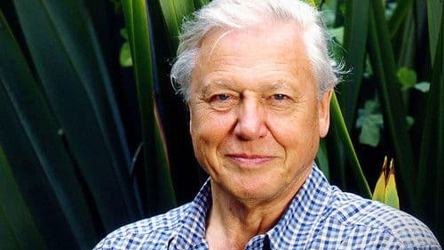 Gorillas Revisited with Sir David Attenborough Bild 1