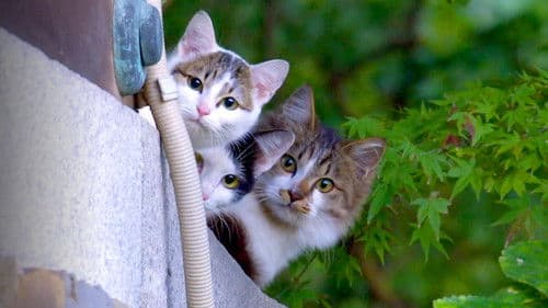 A Cat's-Eye View of Japan Bild 3