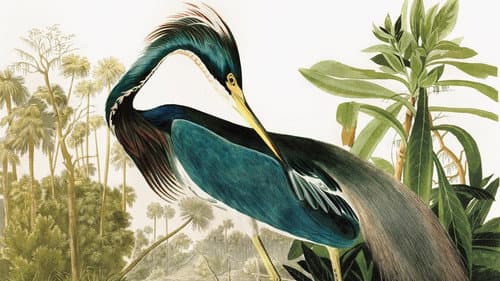 Birds of America Bild 1