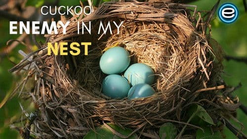 Cuckoo: The Enemy In My Nest Bild 1