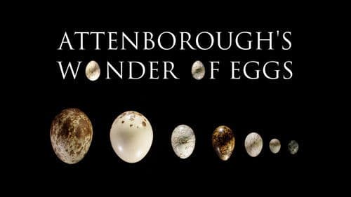 Attenborough's Wonder of Eggs Bild 1