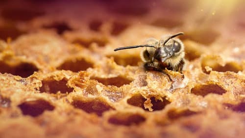Die geheimnisvolle Welt der Bienen Bild 5