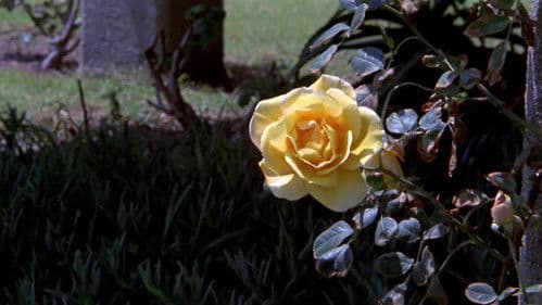 Historia sexual de O Bild 1