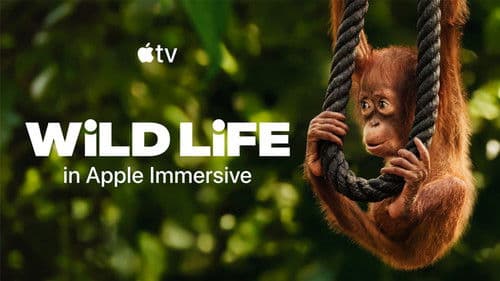 Wild Life - Orangutans Bild 1