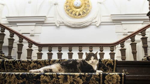 Katzenliebe: Eine Hommage an Katzen Bild 3