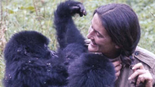 Dian Fossey: Ihr Leben für die Gorillas Bild 2