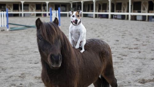 Adventures of Dally and Spanky Bild 3