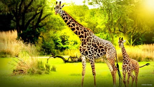 Die Magie von Disney's Animal Kingdom Bild 7
