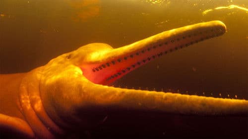 South America Untamed Bild 4