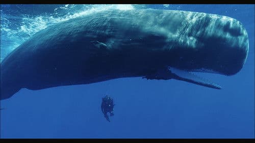 Cachalots, une histoire de famille Bild 1