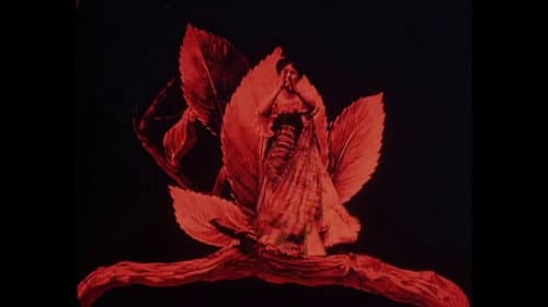 Métamorphoses du papillon Bild 1
